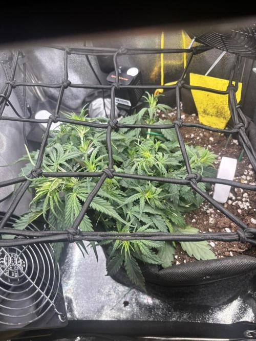 Spring Amnesia Haze. Week 4