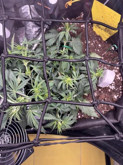 Spring Amnesia Haze. Week 4