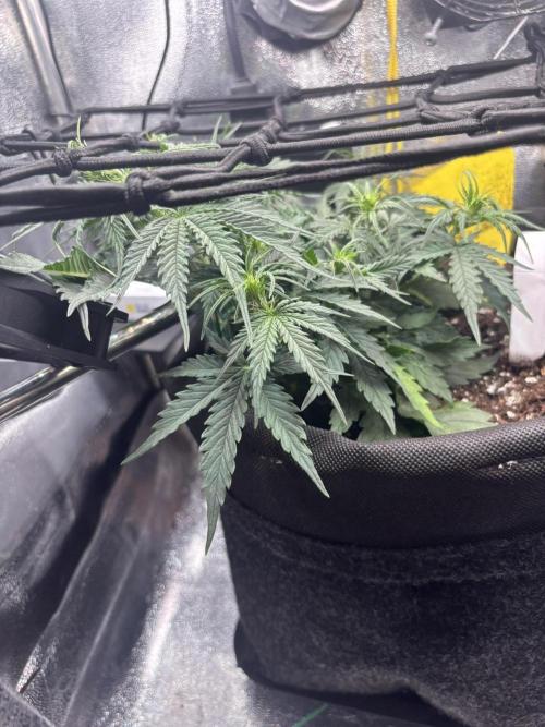 Spring Amnesia Haze. Week 4