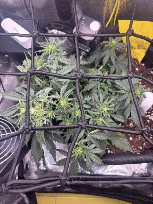 Spring Amnesia Haze. Week 4