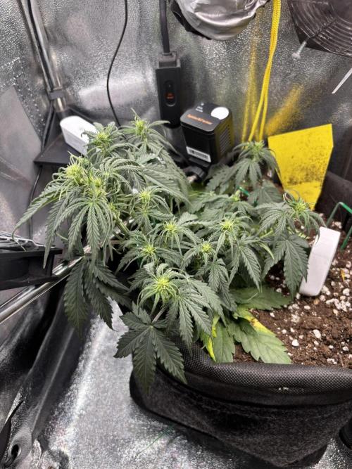 Spring Amnesia Haze. Week 4