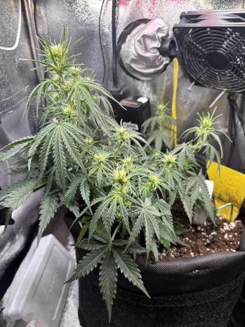 Spring Amnesia Haze. Week 5