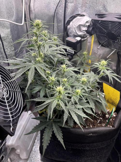 Spring Amnesia Haze. Week 5