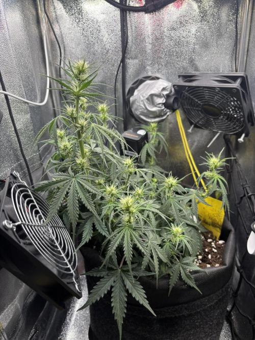 Spring Amnesia Haze. Week 5