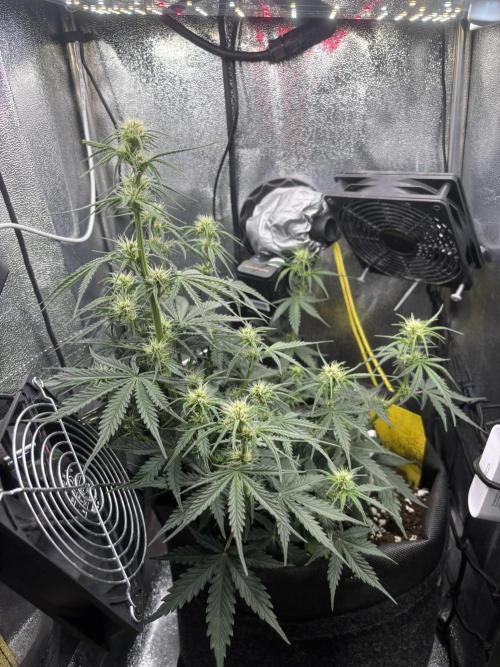 Spring Amnesia Haze. Week 5