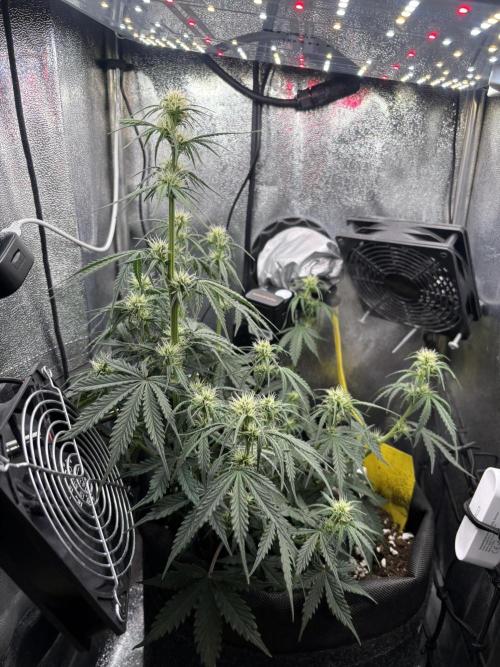 Spring Amnesia Haze. Week 5