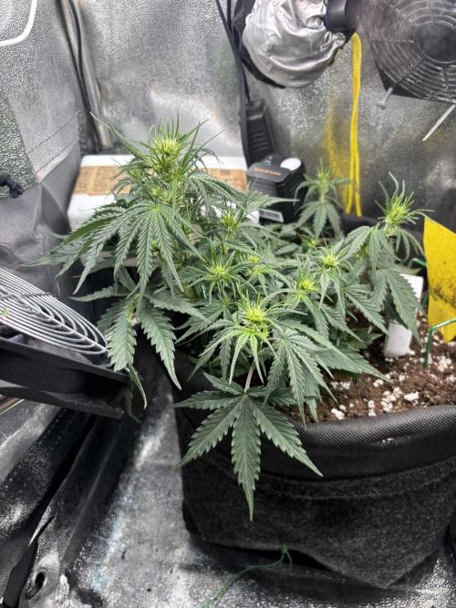 Spring Amnesia Haze. Week 5