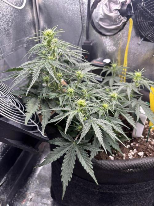 Spring Amnesia Haze. Week 5