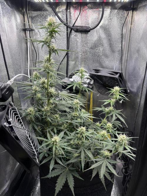 Spring Amnesia Haze. Week 6