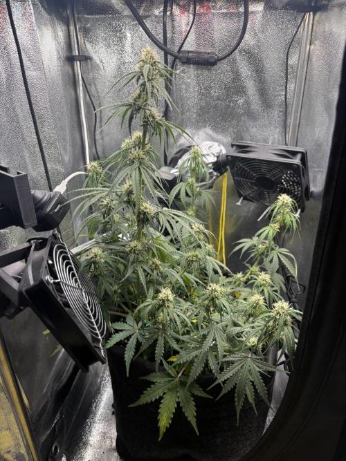 Spring Amnesia Haze. Week 6