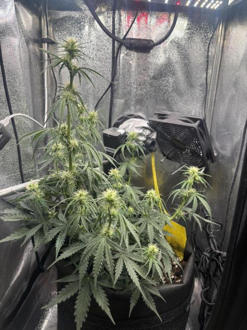 Spring Amnesia Haze. Week 6
