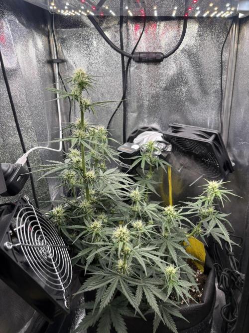 Spring Amnesia Haze. Week 6