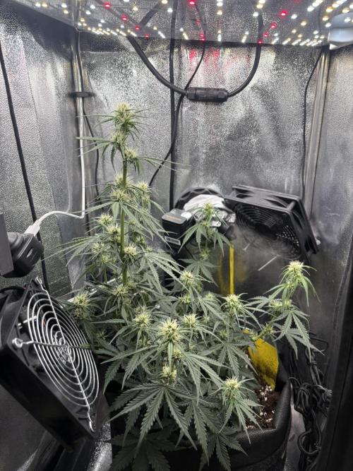 Spring Amnesia Haze. Week 6