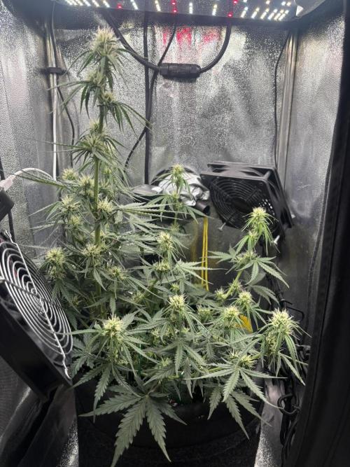 Spring Amnesia Haze. Week 6