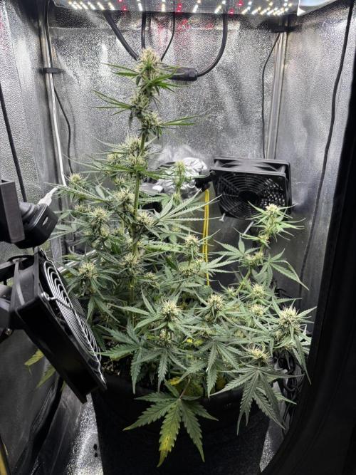 Spring Amnesia Haze. Week 7