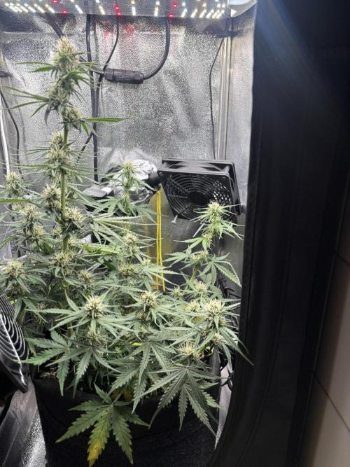 Spring Amnesia Haze. Week 7