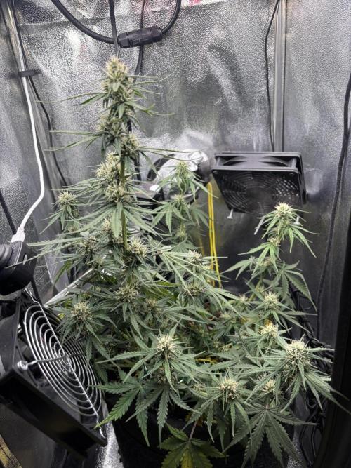 Spring Amnesia Haze. Week 7