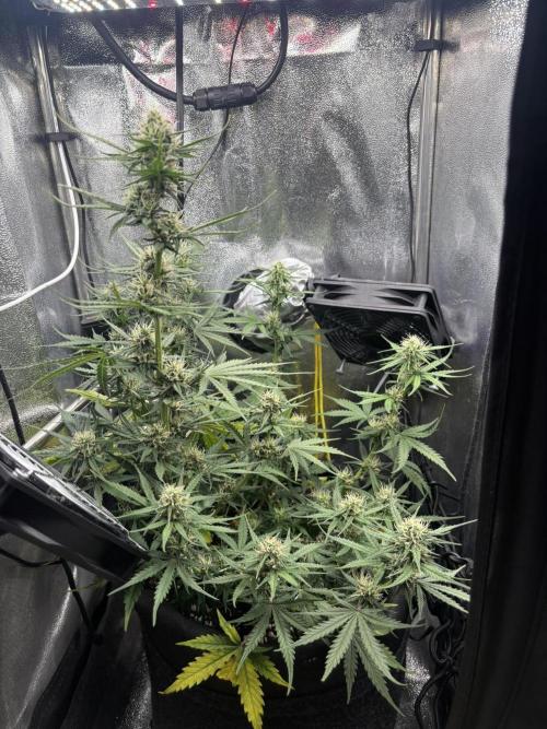 Spring Amnesia Haze. Week 7