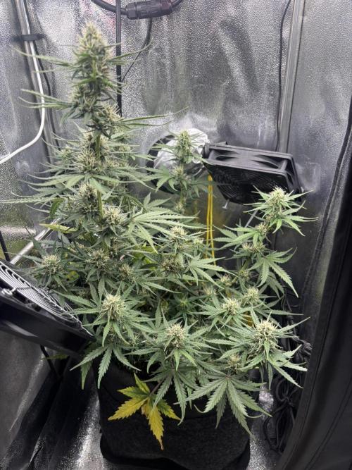 Spring Amnesia Haze. Week 7