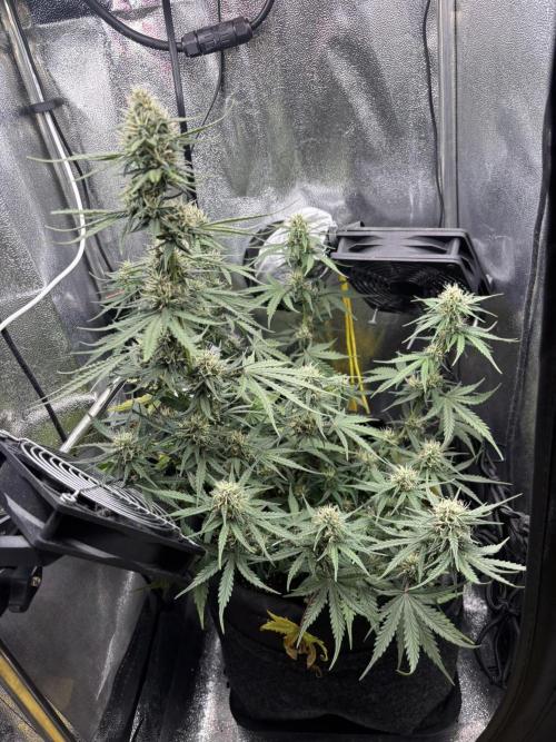Spring Amnesia Haze. Week 7