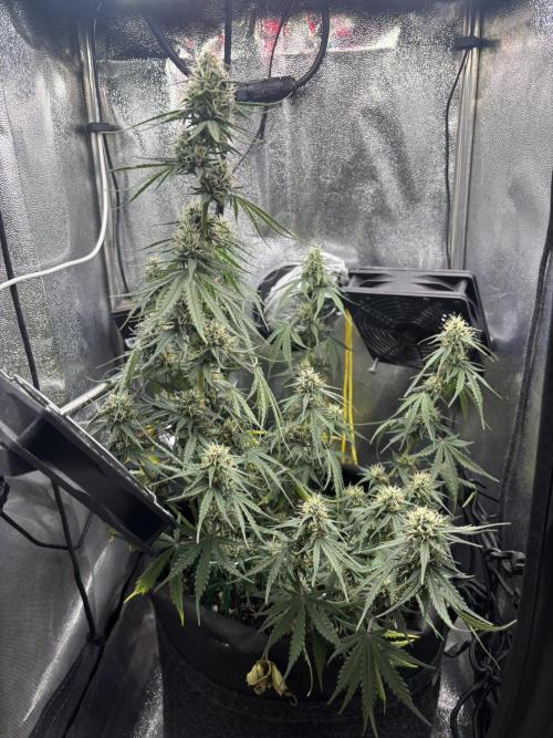Amnesia Haze Auto. Week 7