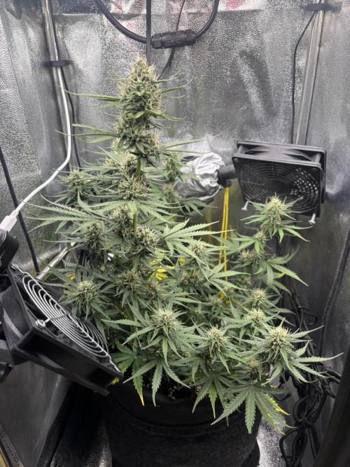 Spring Amnesia Haze. Week 8