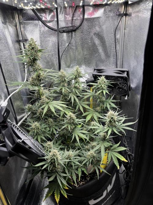 Spring Amnesia Haze. Week 8