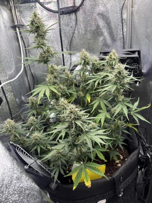 Spring Amnesia Haze. Week 8
