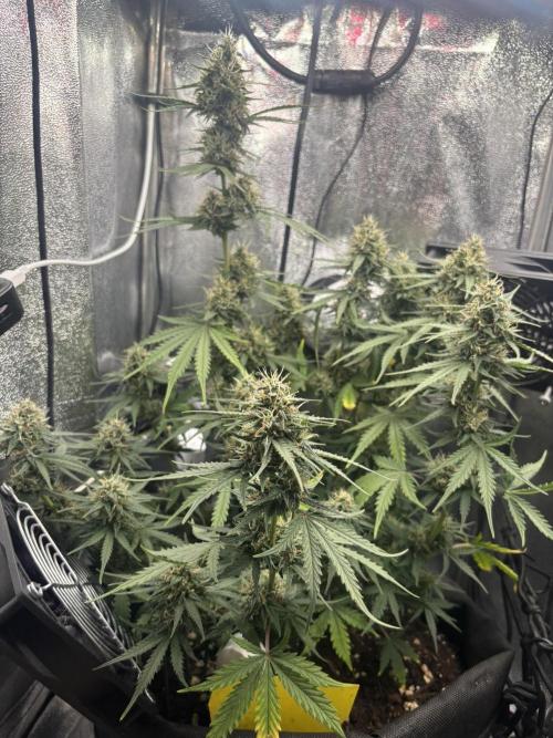 Spring Amnesia Haze. Week 8