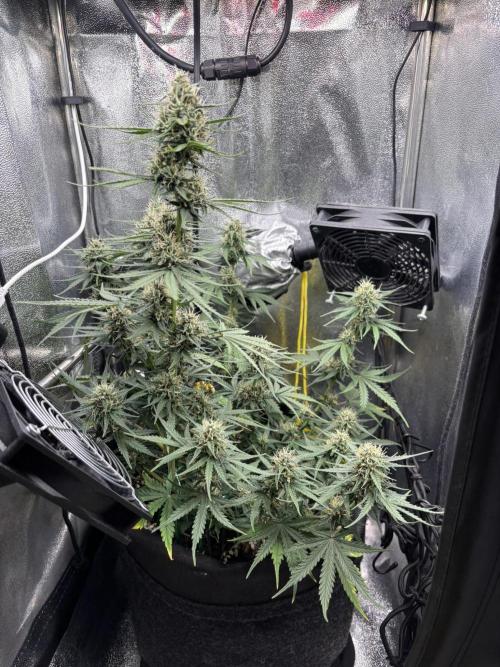 Spring Amnesia Haze. Week 8