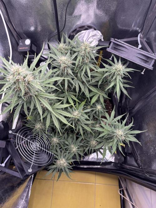 Spring Amnesia Haze. Week 8