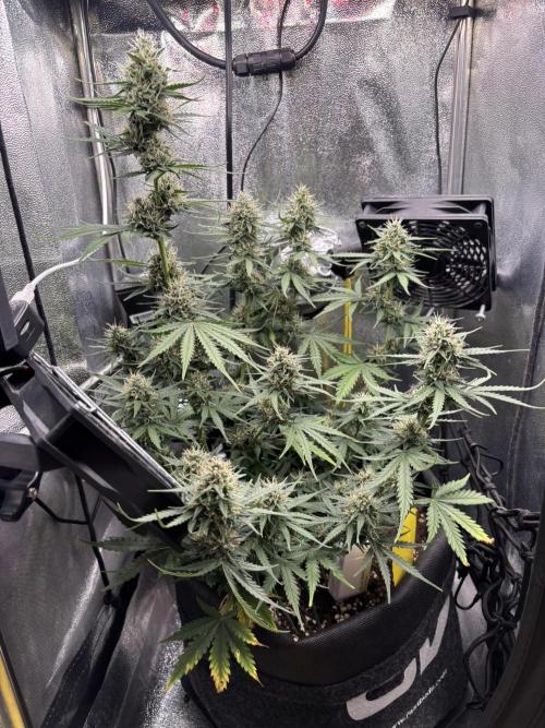 Spring Amnesia Haze. Week 8