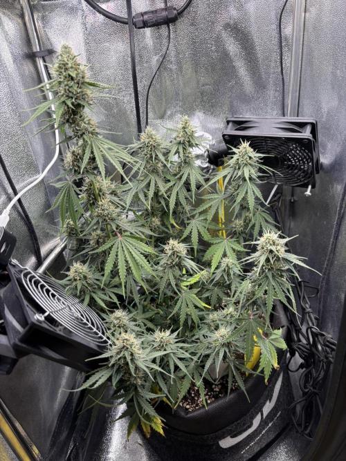 Spring Amnesia Haze. Week 8
