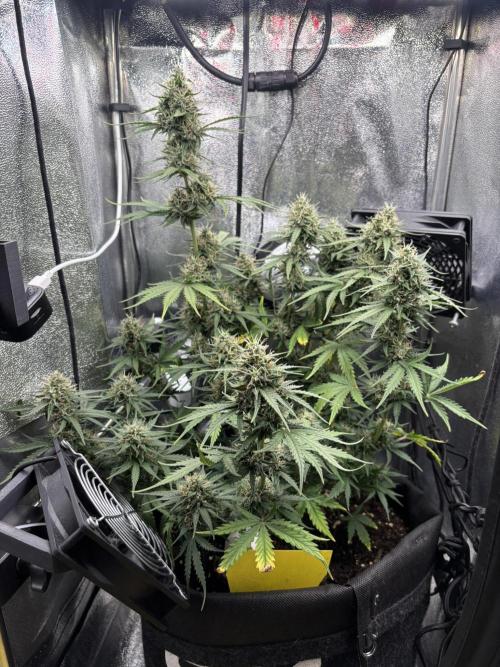 Spring Amnesia Haze. Week 9