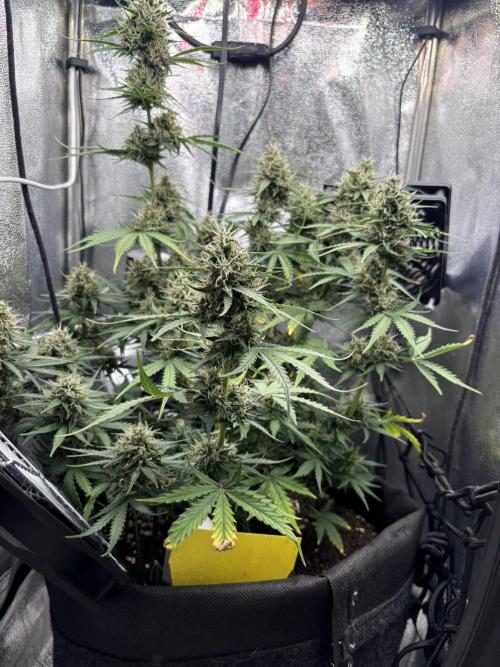 Spring Amnesia Haze. Week 9