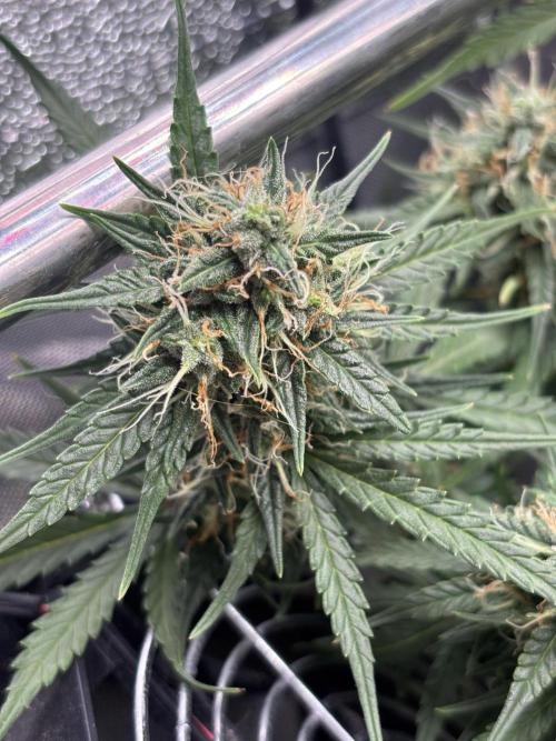 Spring Amnesia Haze. Week 9