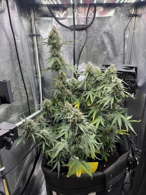Spring Amnesia Haze. Week 9