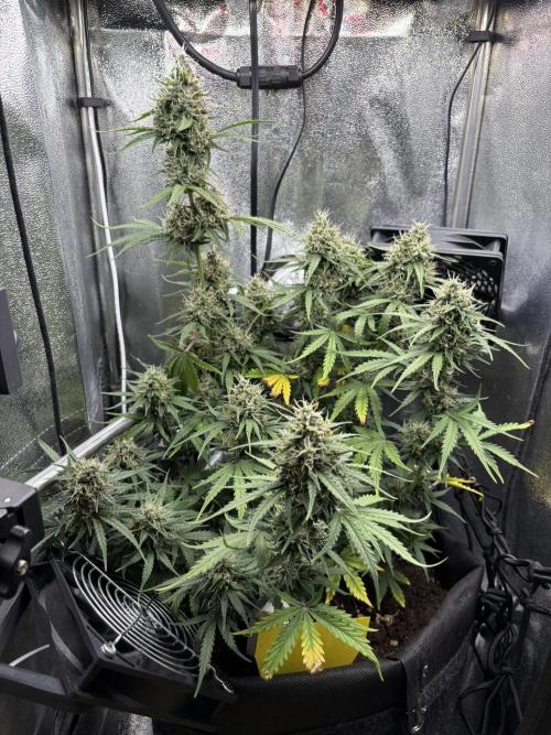 Spring Amnesia Haze. Week 9