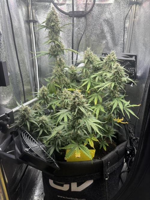 Spring Amnesia Haze. Week 9