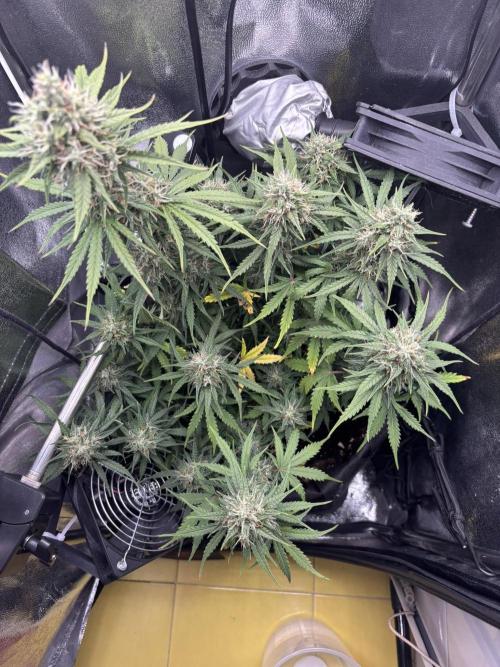 Spring Amnesia Haze. Week 9
