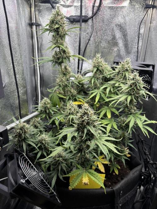 Spring Amnesia Haze. Week 9