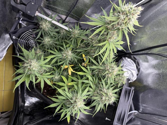Spring Amnesia Haze. Week 9