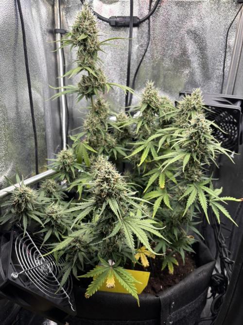 Spring Amnesia Haze. Week 9