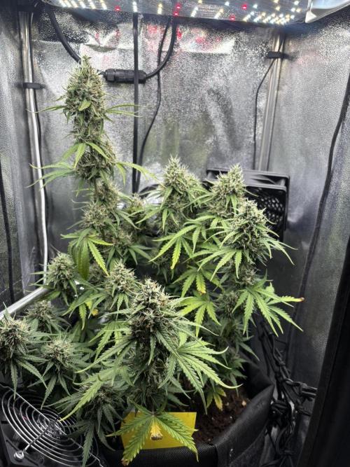 Spring Amnesia Haze. Week 10