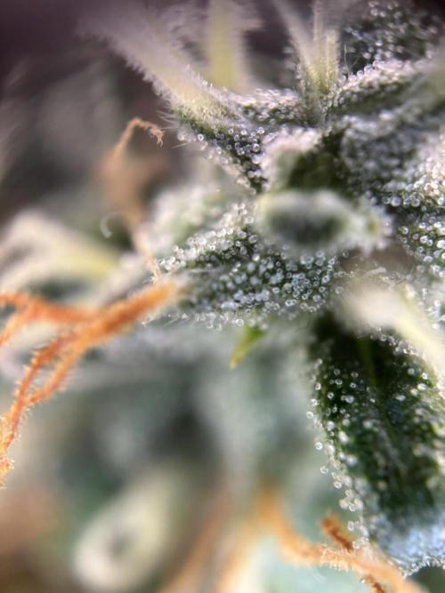 Spring Amnesia Haze. Week 10
