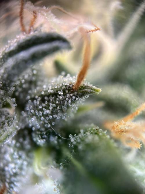 Spring Amnesia Haze. Week 10