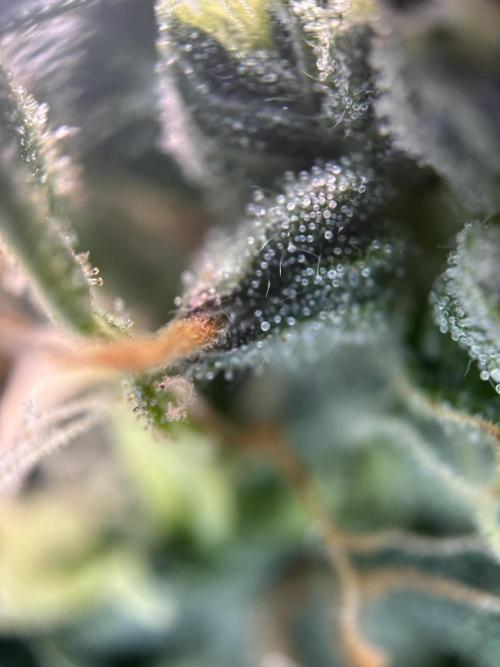 Spring Amnesia Haze. Week 10