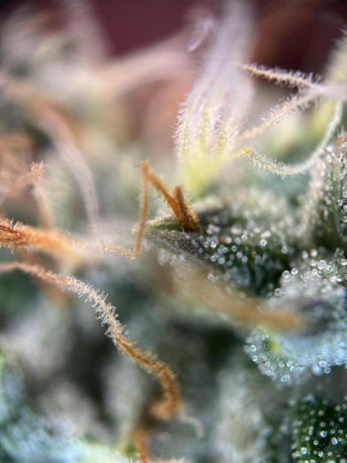 Spring Amnesia Haze. Week 10