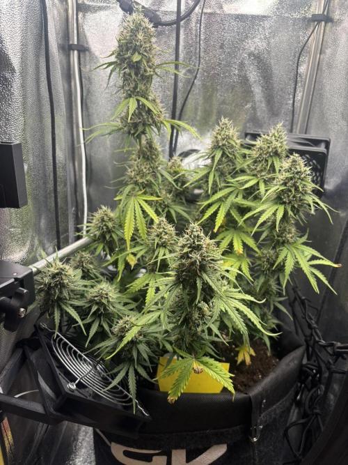 Spring Amnesia Haze. Week 10