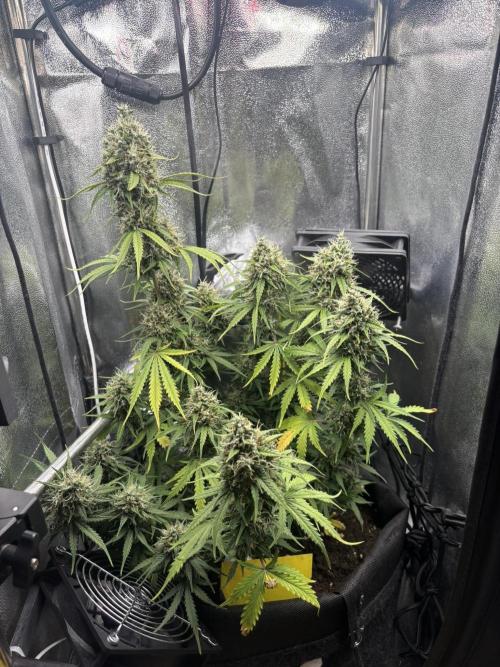 Spring Amnesia Haze. Week 10